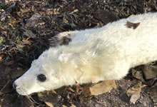 Wildlife near Stoer Lighthouse